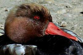 Red-crested Pochard