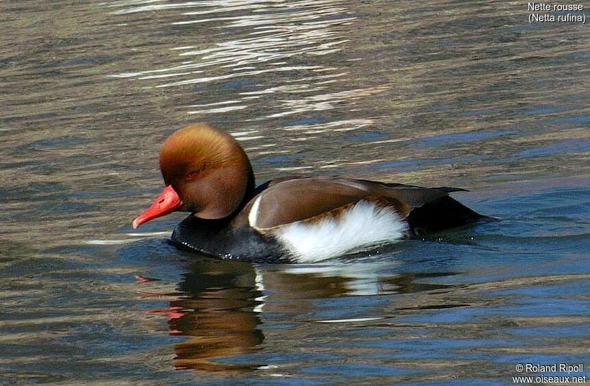 Red-crested Pochard