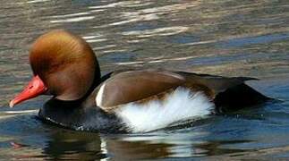 Red-crested Pochard