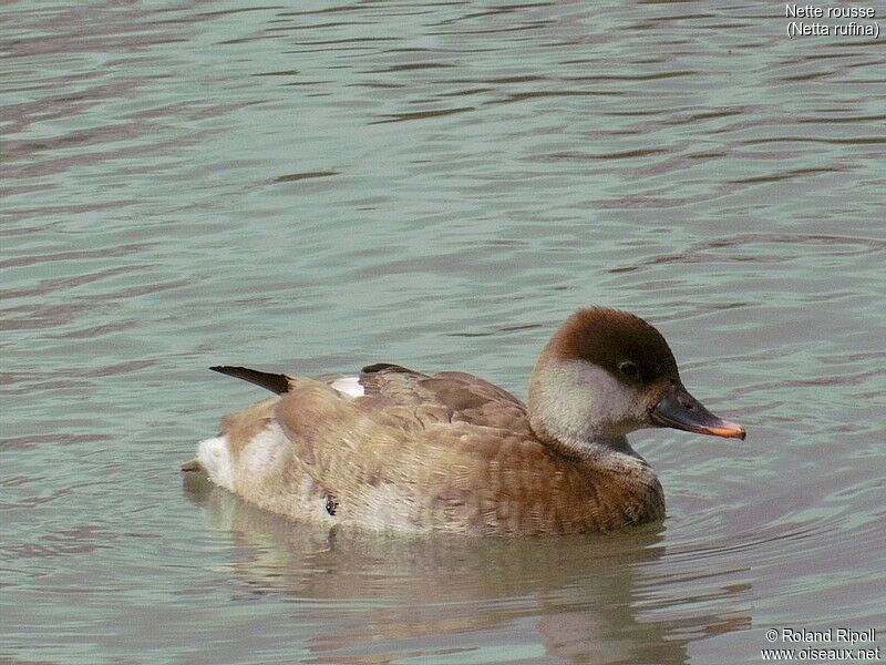 Red-crested Pochard