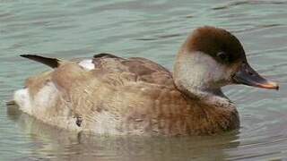 Red-crested Pochard