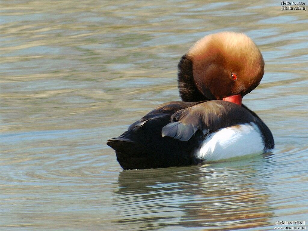 Red-crested Pochard