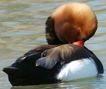 Red-crested Pochard