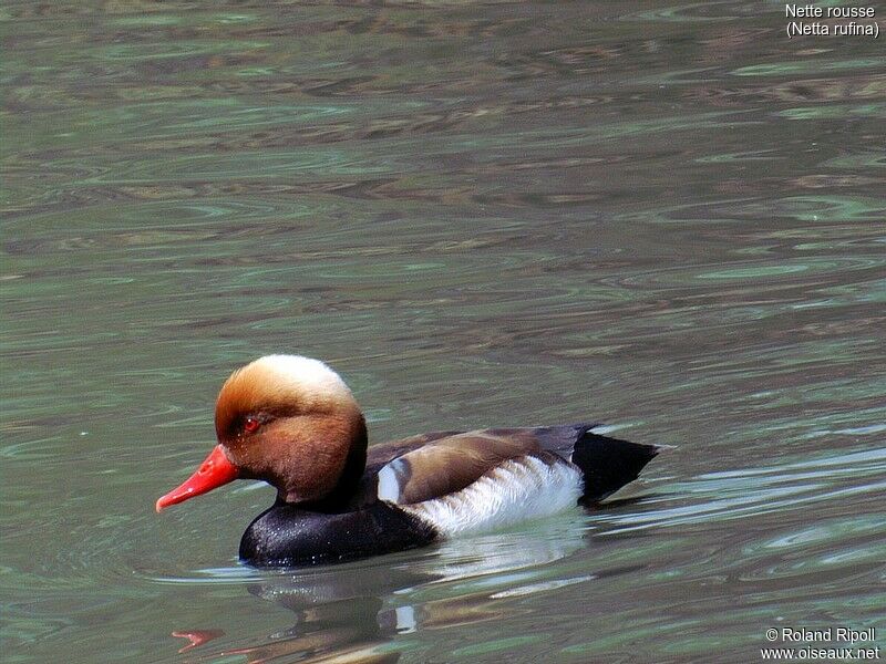 Red-crested Pochard