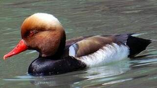 Red-crested Pochard