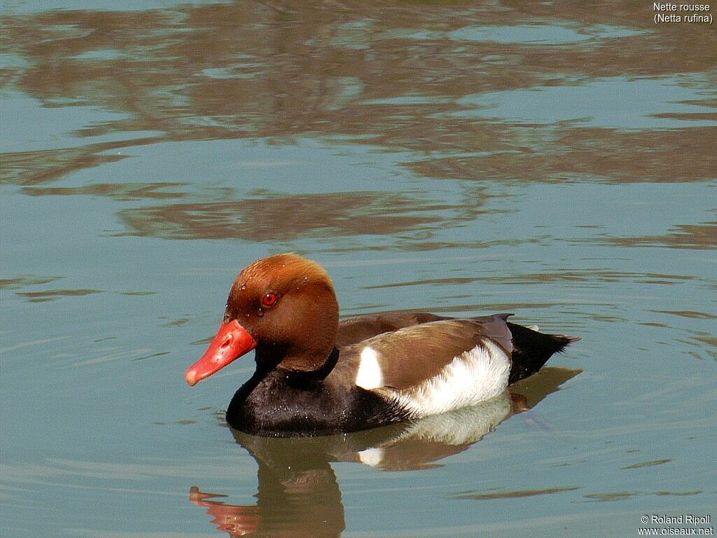 Nette rousse