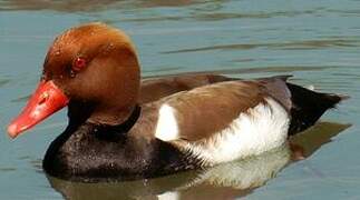 Red-crested Pochard