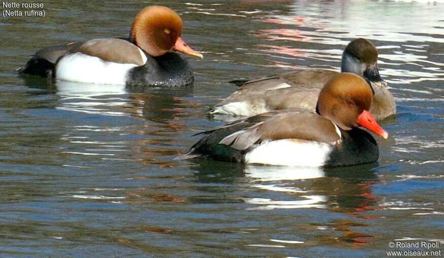 Red-crested Pochard