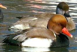 Nette rousse