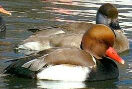 Red-crested Pochard