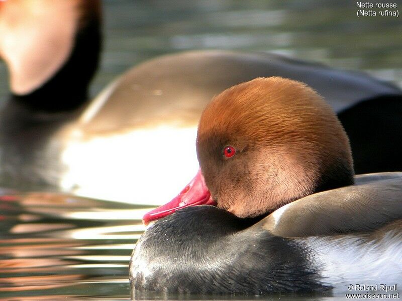 Nette rousse