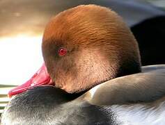 Red-crested Pochard