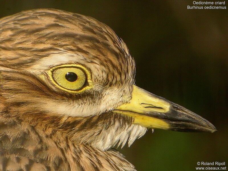 Eurasian Stone-curlewadult post breeding