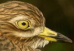 Eurasian Stone-curlew