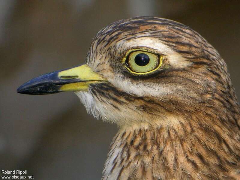 Eurasian Stone-curlewadult post breeding, close-up portrait