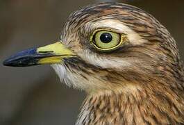 Eurasian Stone-curlew