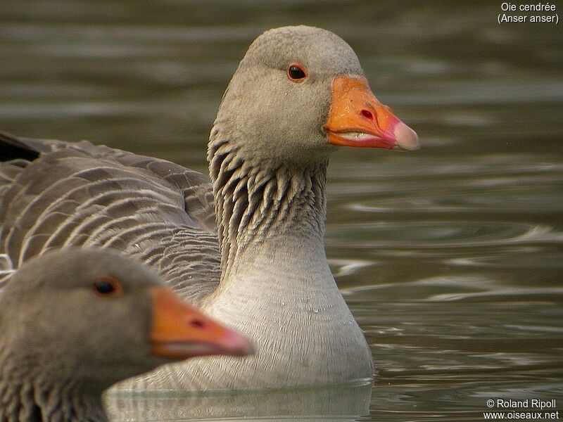 Greylag Goose