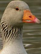 Greylag Goose