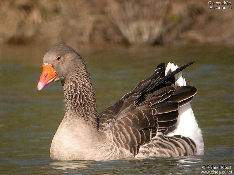 Greylag Gooseadult post breeding