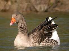 Greylag Goose