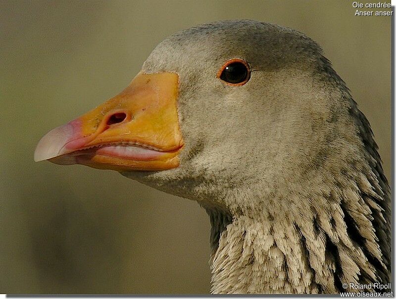 Greylag Goose