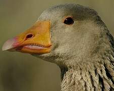 Greylag Goose