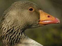 Greylag Goose