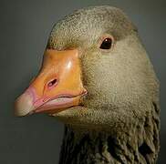 Greylag Goose