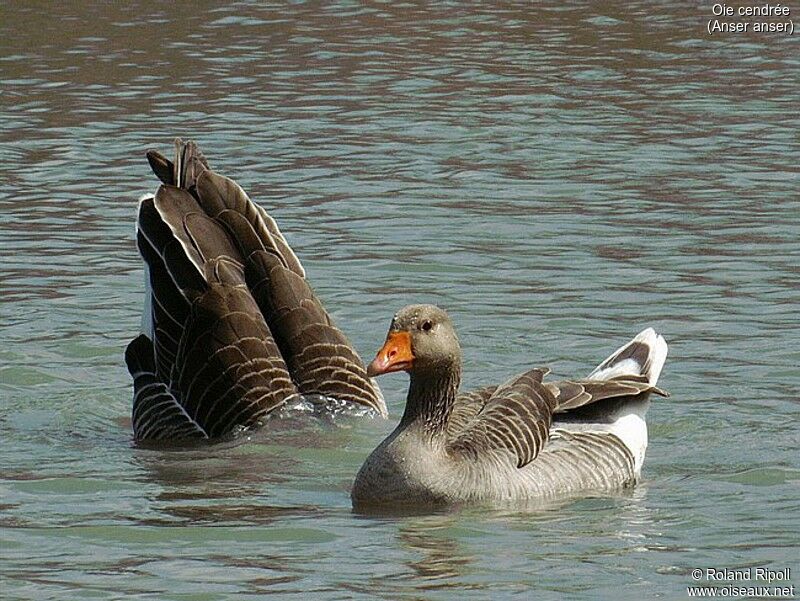 Greylag Goose