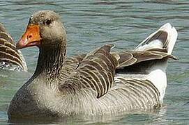 Greylag Goose