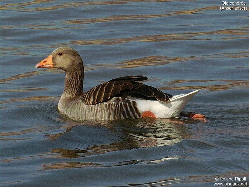 Greylag Goose