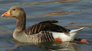 Greylag Goose