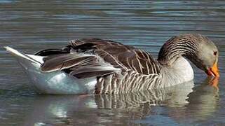 Greylag Goose