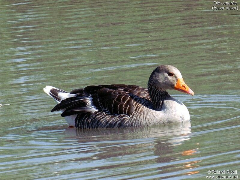 Greylag Goose