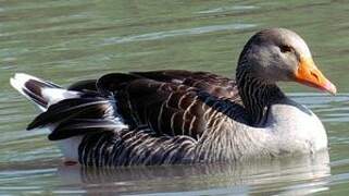 Greylag Goose