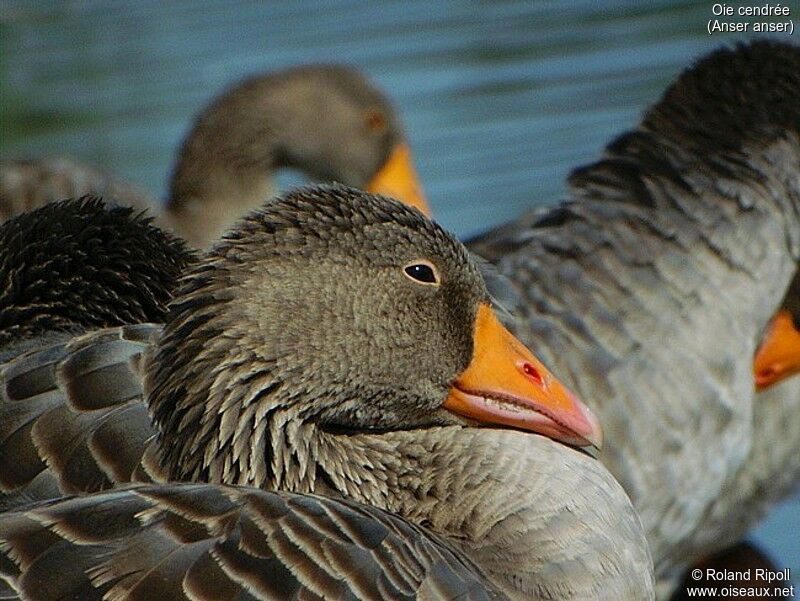 Greylag Goose