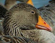 Greylag Goose