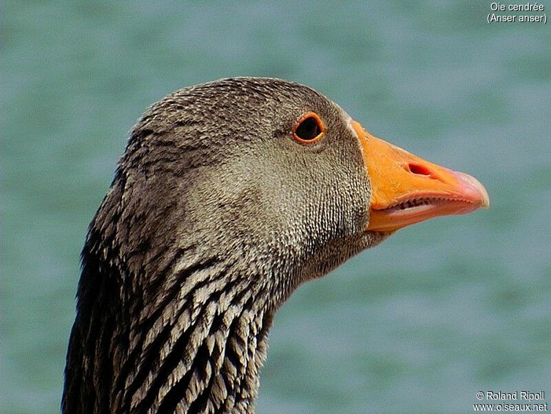 Greylag Goose