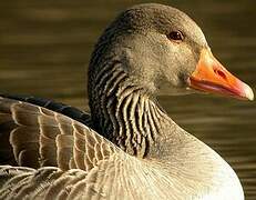 Greylag Goose