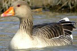 Greylag Goose