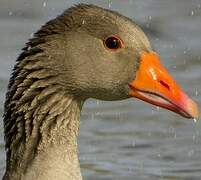 Greylag Goose