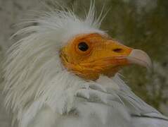 Egyptian Vulture