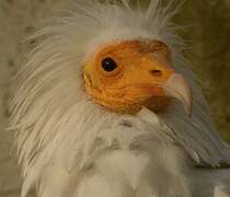 Egyptian Vulture