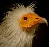 Egyptian Vulture