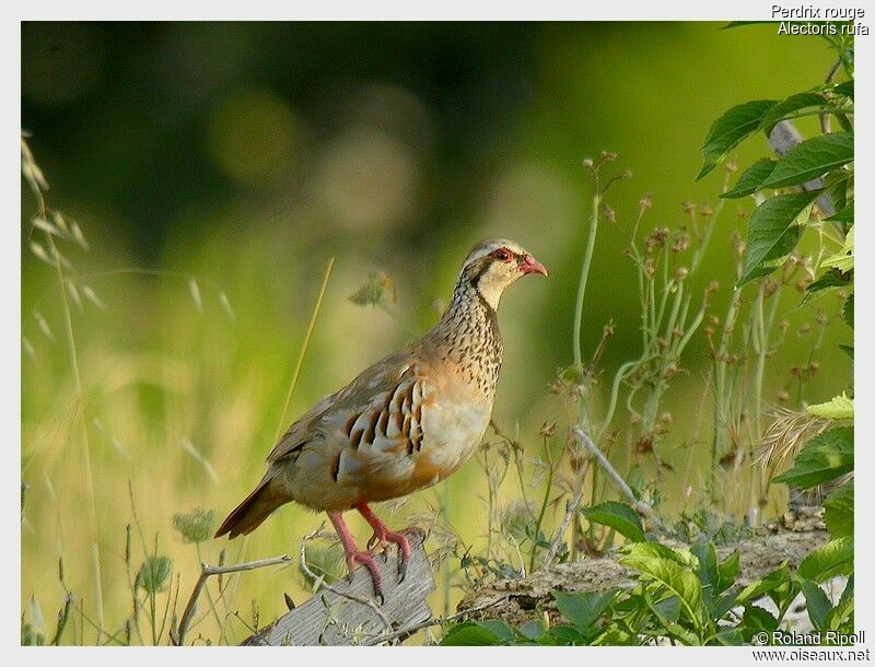 Red-legged Partridge