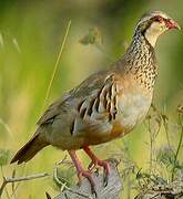 Red-legged Partridge