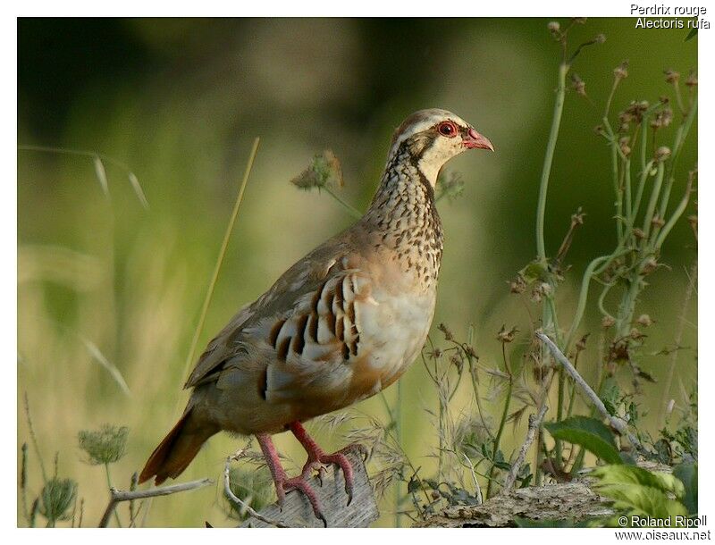 Red-legged Partridge