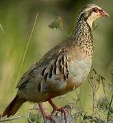 Red-legged Partridge