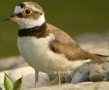 Little Ringed Plover