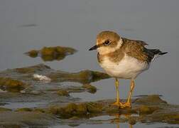 Little Ringed Plover